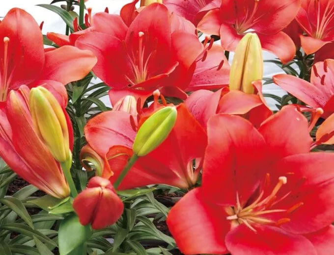 百合温室大棚反季标准化生产技术