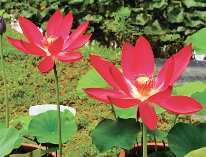 中国荷花研究中心新荷花品种展示