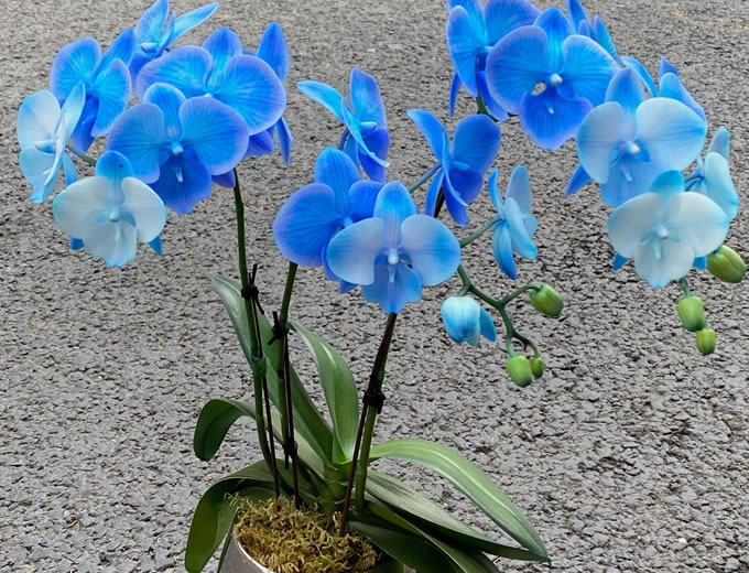 蝴蝶兰日光温室栽培技术