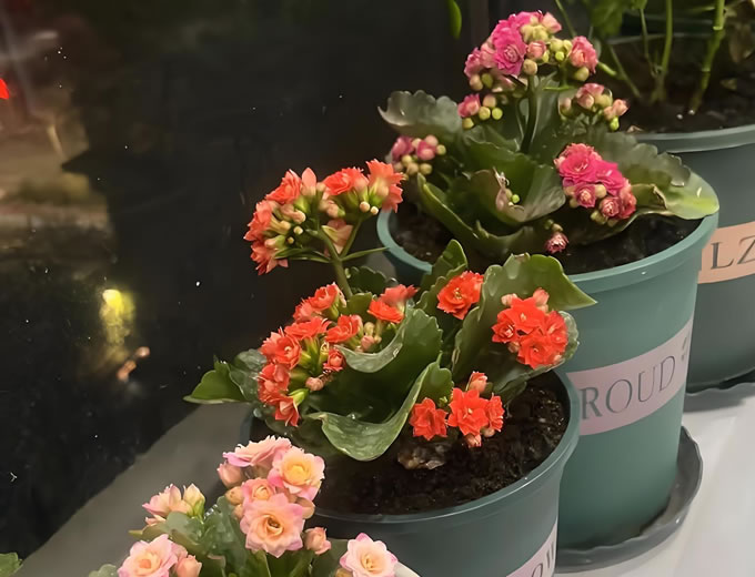 养花高手之“四步养花法”