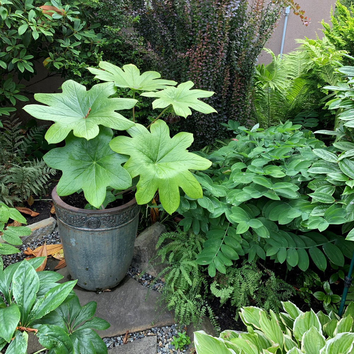 日本花园的思考