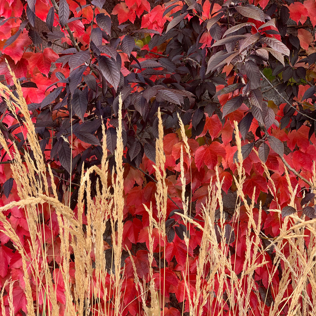 掌握日式花园设计的关键原则-MA(間 or 空間)