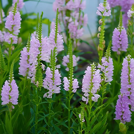 假龙头花‌种子