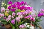 从年宵花市场看花卉产业新趋势